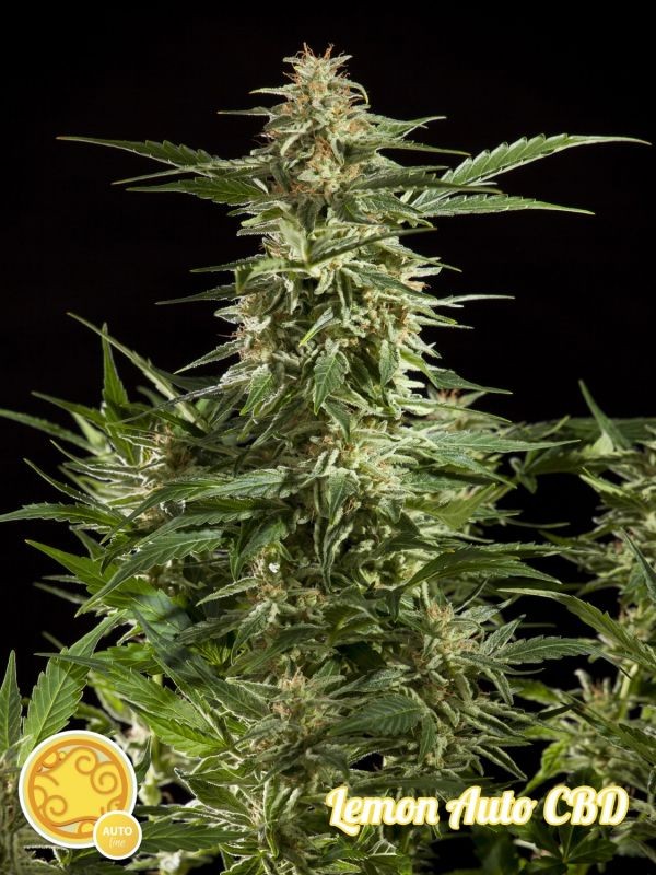 Lemon Autoflower