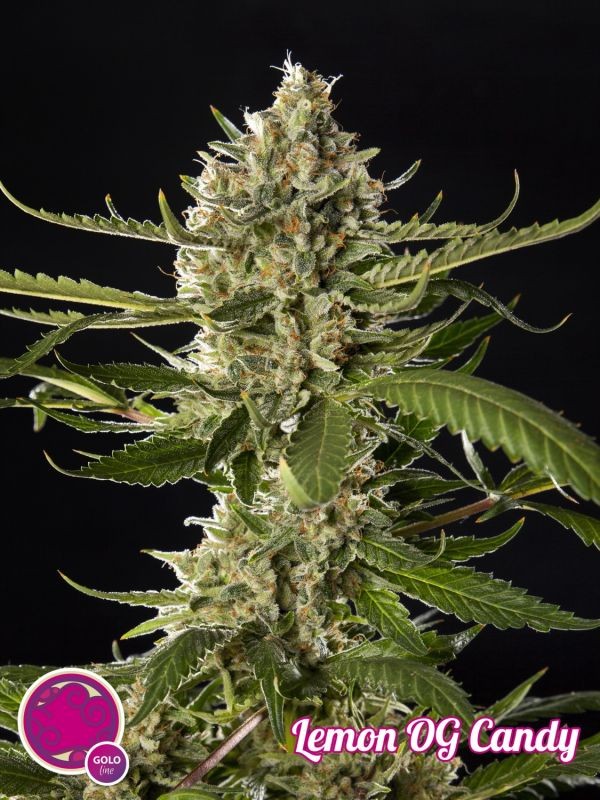 Lemon OG Feminized
