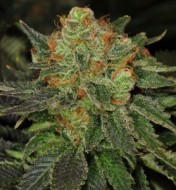 Bubblegum Cookies Feminized