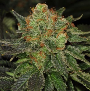 Bubblegum Cookies Feminized