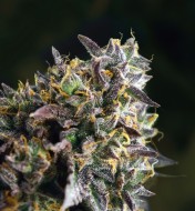 French Cookies Feminized