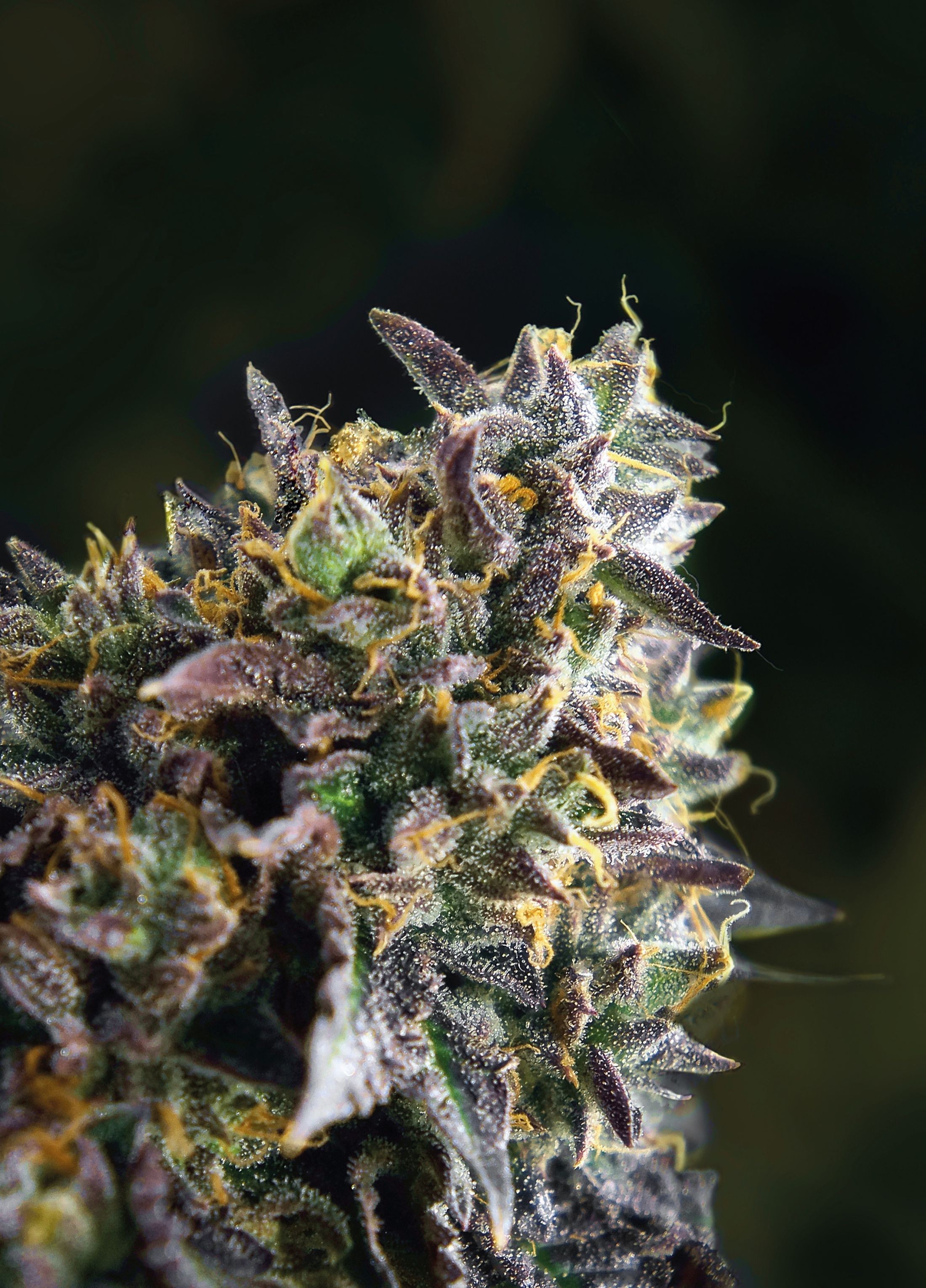 French Cookies Feminized