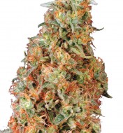 Power Plant Feminized