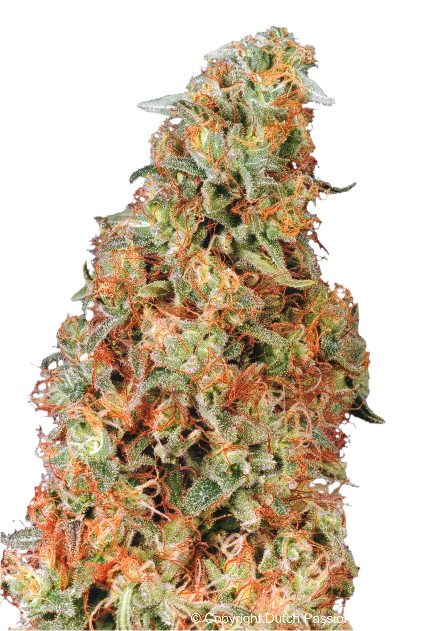 Power Plant Feminized