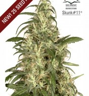 Skunk1 Feminized