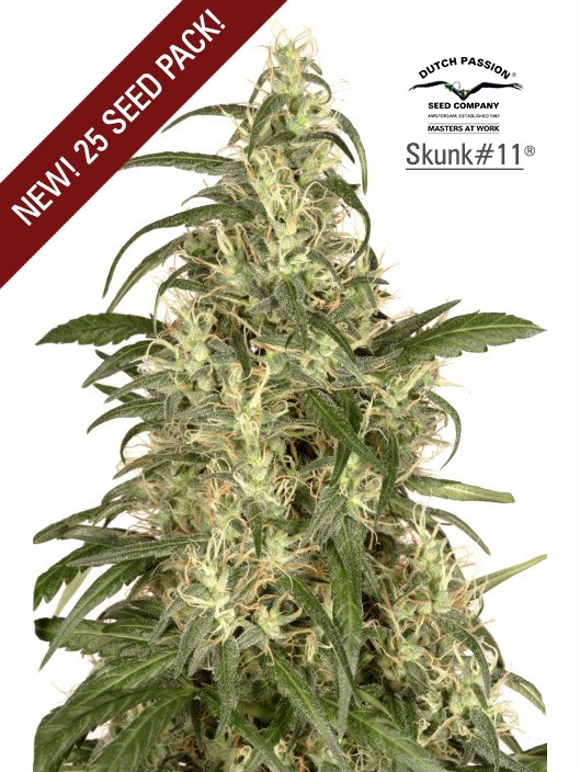 Skunk1 Feminized
