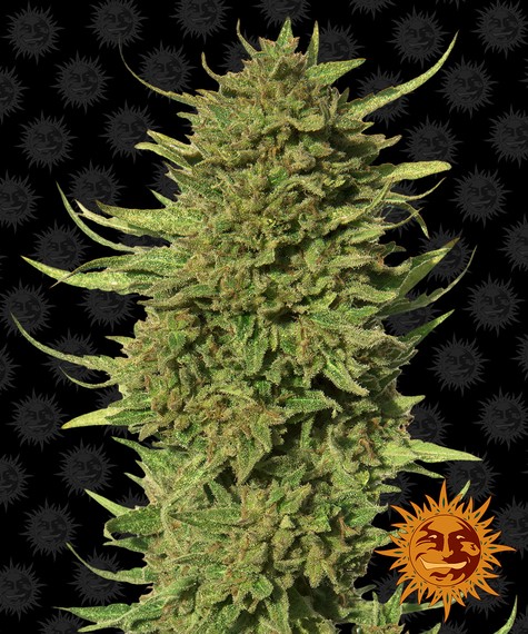 Critical Regular