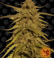 Pineapple Haze Feminized