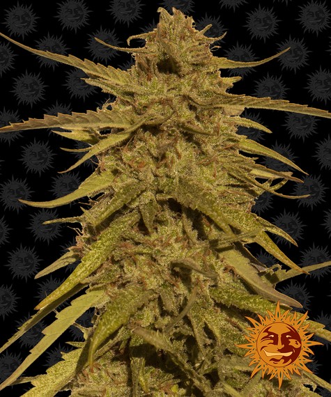 Pineapple Haze Feminized