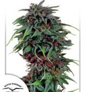 Durban Poison Fast Version