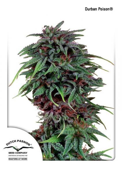 Durban Poison Fast Version