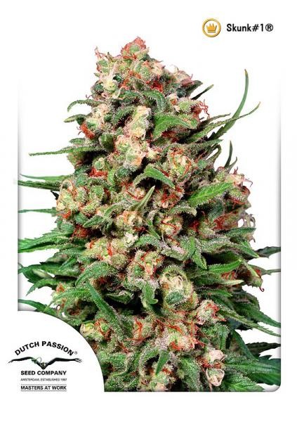 Skunk Regular