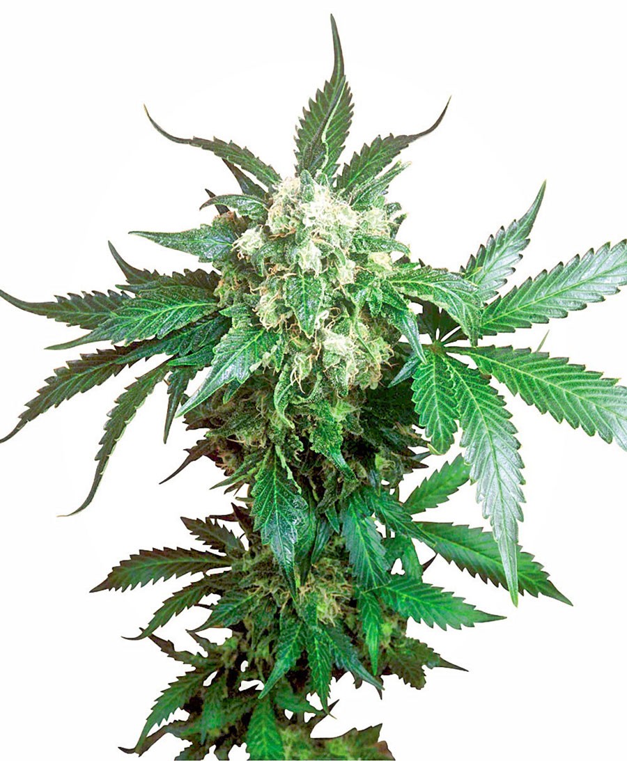 Black Domina Fast Version