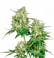 Maple Leaf Feminized