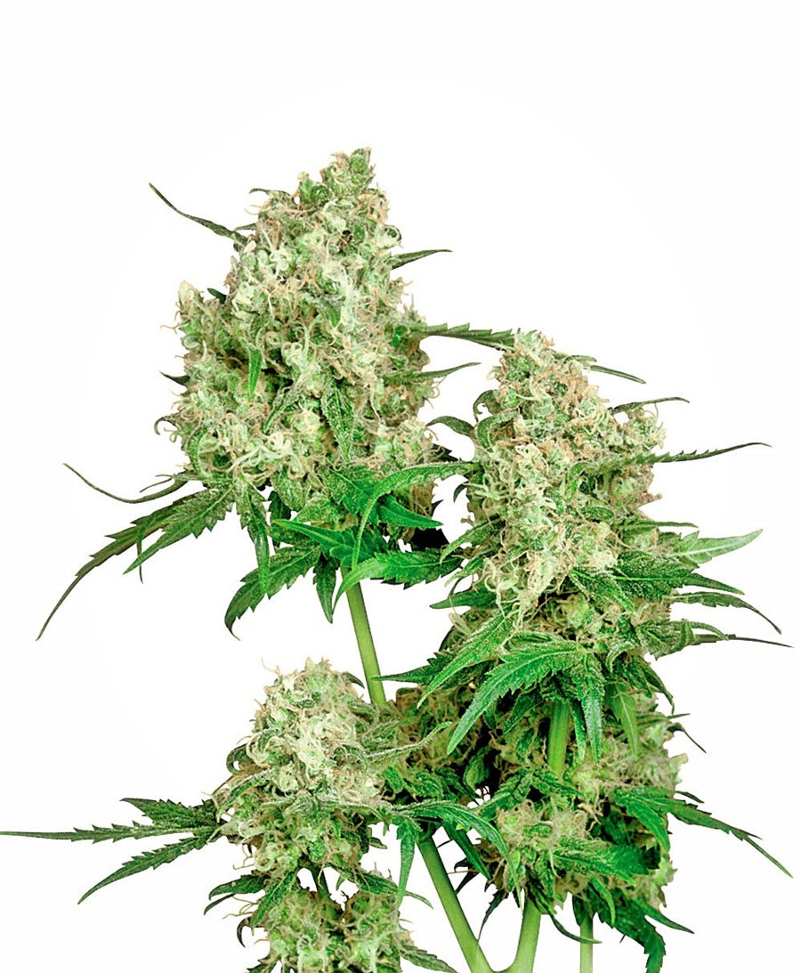 Maple Leaf Feminized