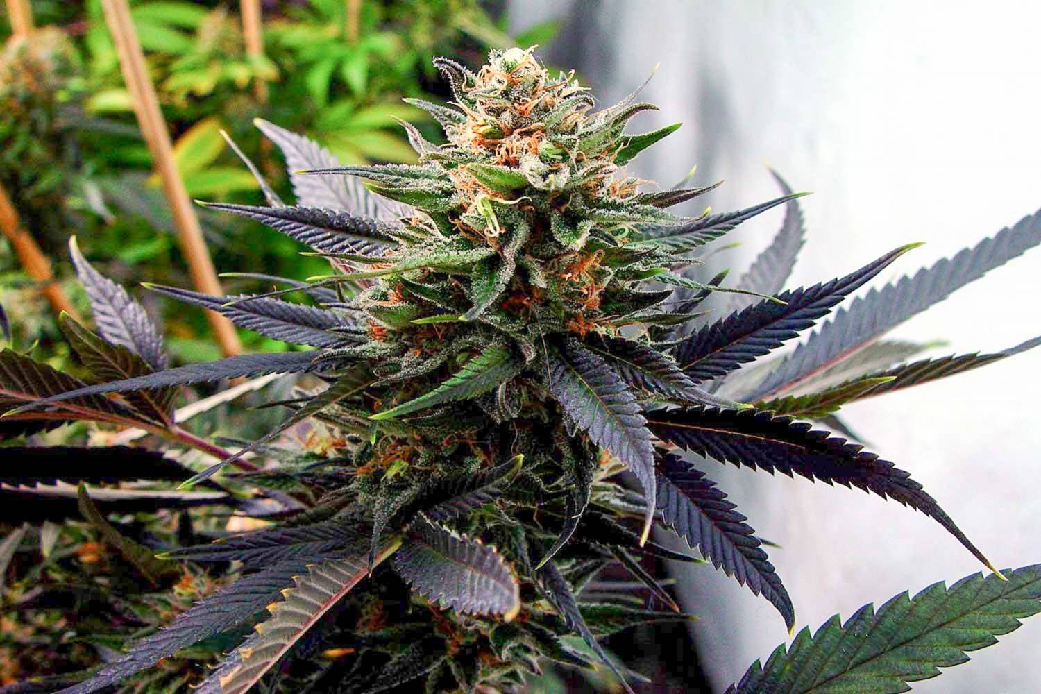 Lavender Feminized