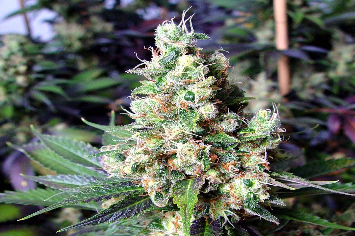 Diesel Regular