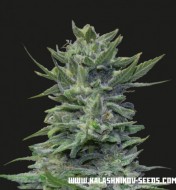 Lava Cake Feminized
