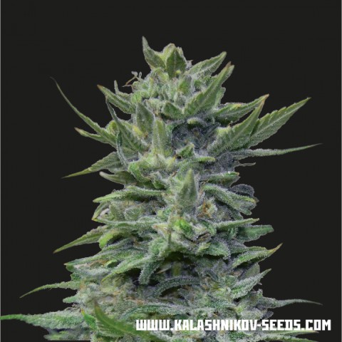 Lava Cake Feminized