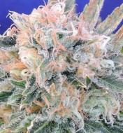 Blueberry Ghost OG Autoflower