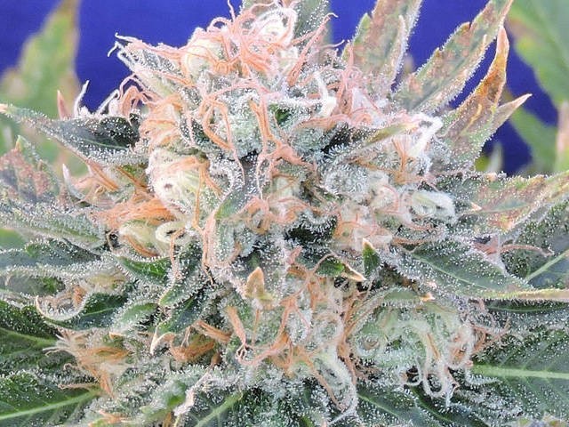 Blueberry Ghost OG Autoflower