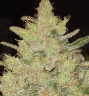 Ghost Og Feminized