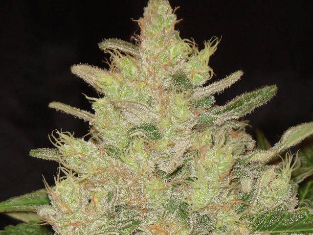 Ghost Og Feminized
