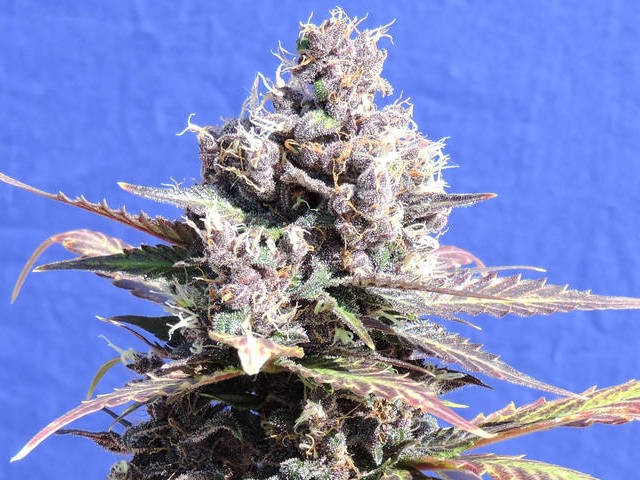 Gelato 45 Feminized