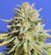 Original Glue Feminized