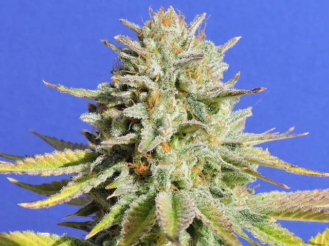 Original Glue Feminized