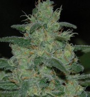 Pure Indica Feminized