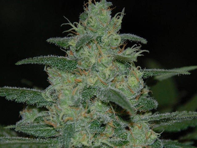 Pure Indica Feminized
