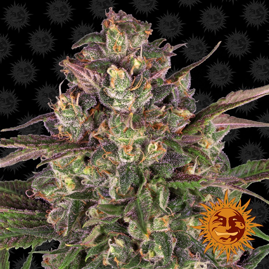Critical Mass Feminized