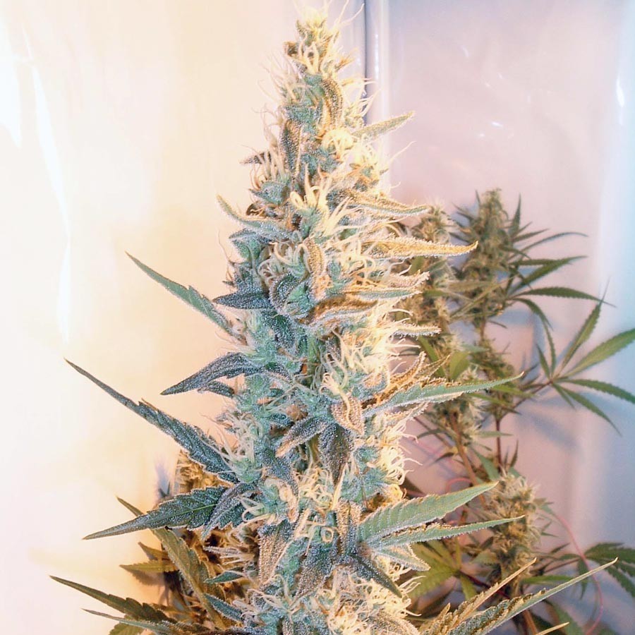 Grapefruit Regular