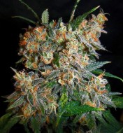 Aurora Indica Feminized