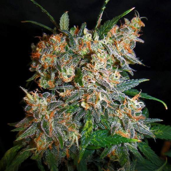 Aurora Indica Feminized