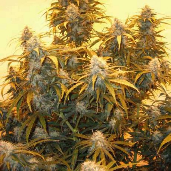 AK-48  Feminized