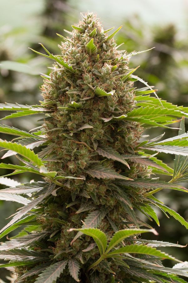 Amnesia Feminized
