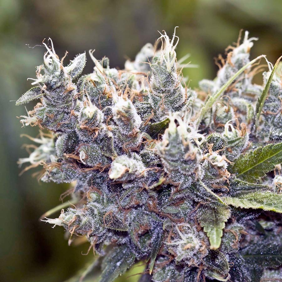 Bubblegum Regular