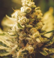 Lemon Kush F1 Feminized