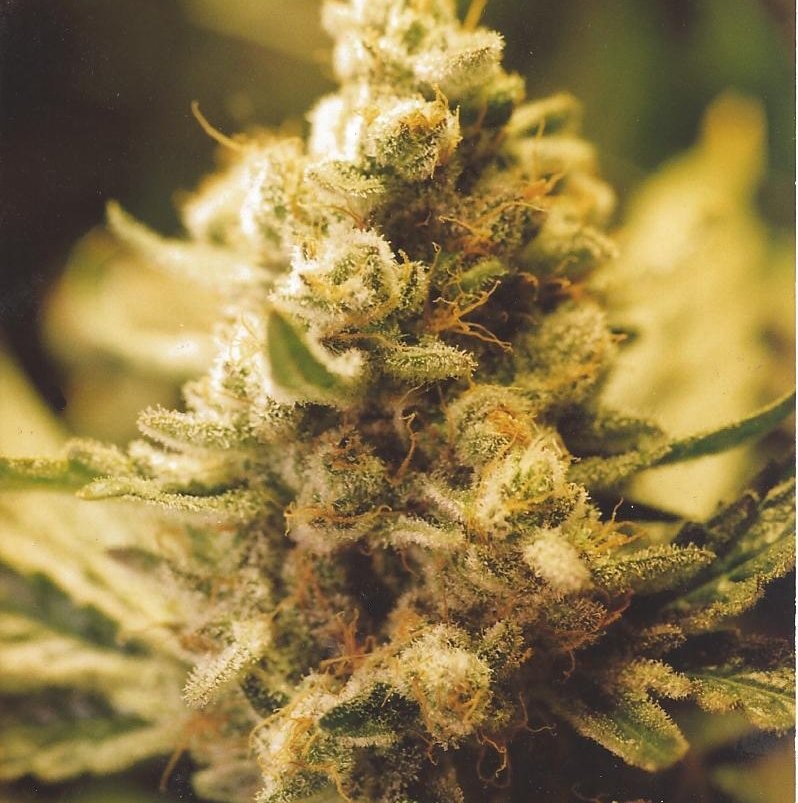 Lemon Kush F1 Feminized