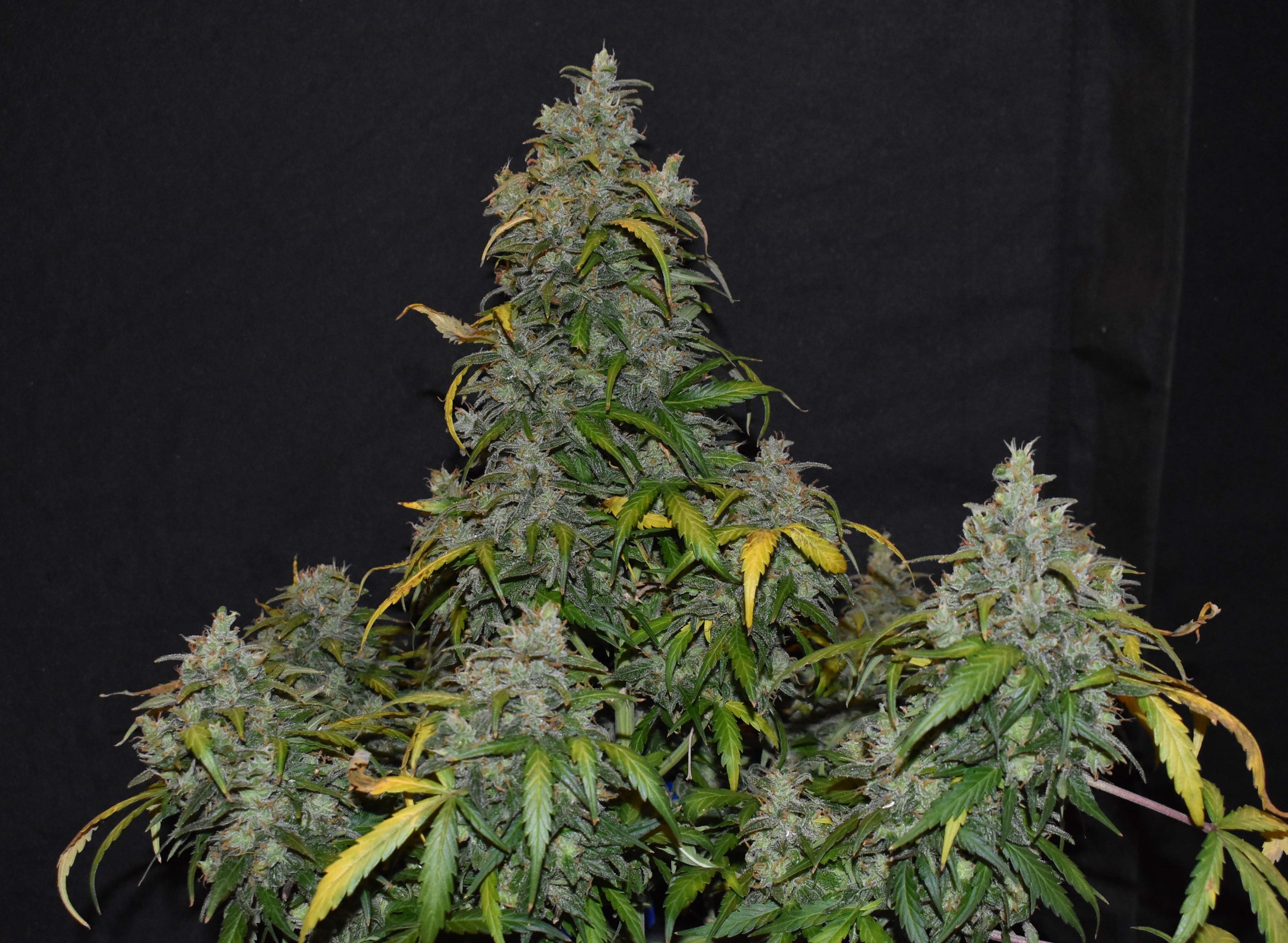 Zkittlez Feminized