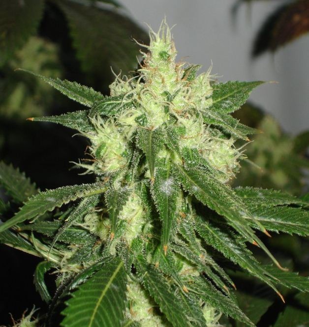 Sour Diesel Regular