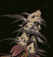 Strawberry Feminized