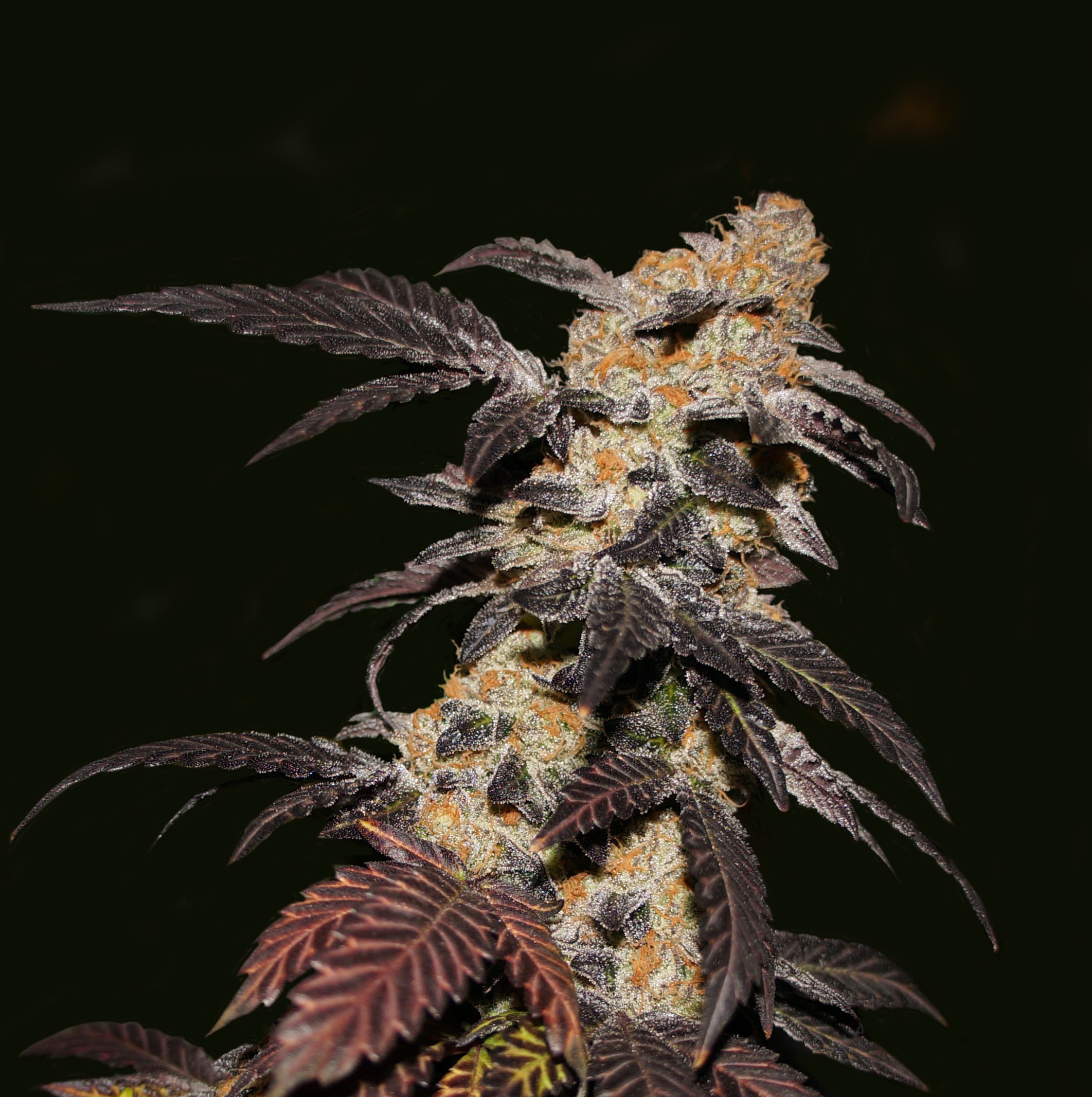 Strawberry Feminized