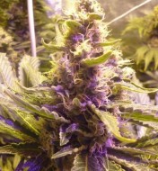 Sweet Kush Feminized