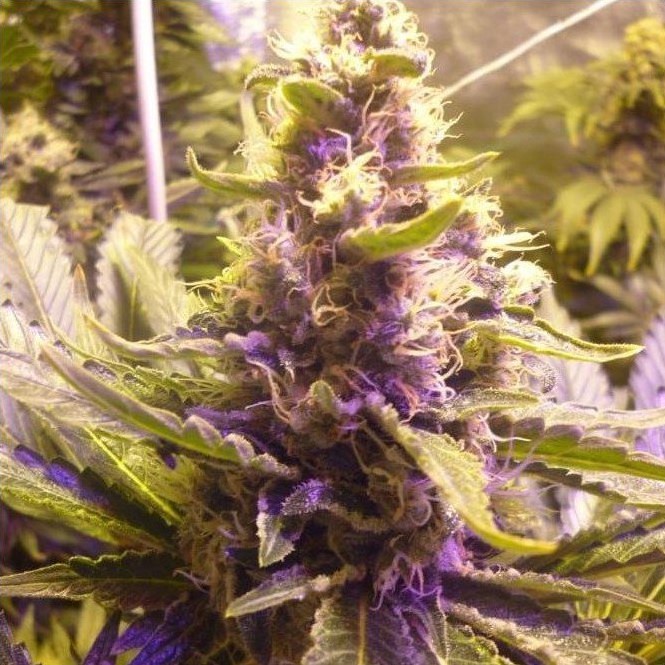 Sweet Kush Feminized
