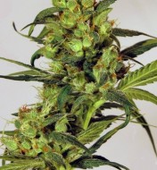 Spicy Bitch Feminized