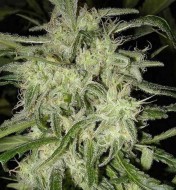 Lemon Haze Autoflower