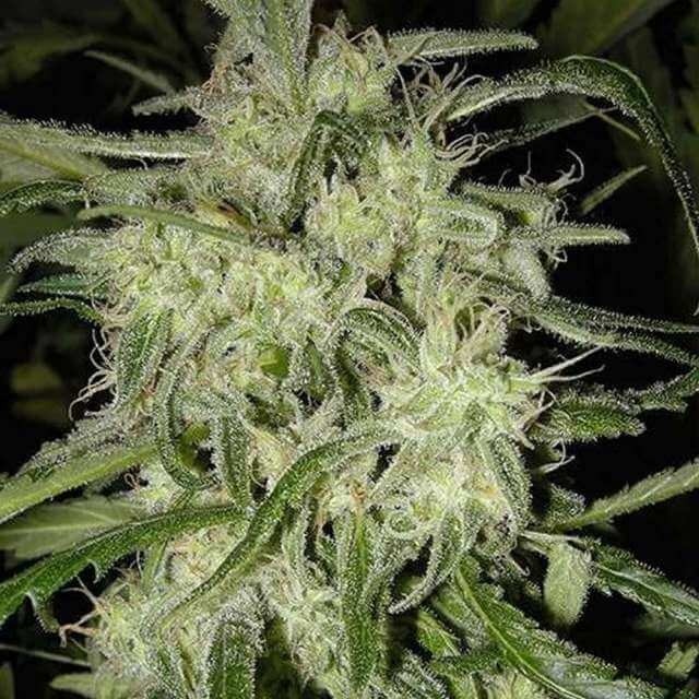 Lemon Haze Autoflower